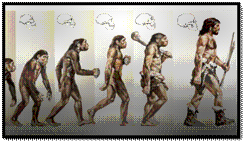 How Did Humans Evolve?