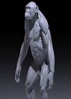Bonobo Anatomy