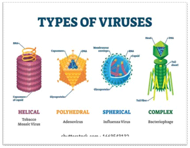Types of viruses vector illustration labeled drawings. Helical, polyhedral, spherical and complex structure models. Biology science research for epidemic and pandemic crisis public health protection.