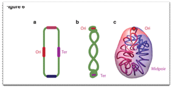 | Models of bacterial chromosome organization. Models of nucleoid organization with Ori and Ter represented by red and purple circles. (a) Model of the E. coli genome with the four macro-domains Ori, Ter, left, right, represented by circles in red, purple, pink and blue, respectively. (b) Model of the B. subtilis genome adapted from ref. 52. (c) 3D models of the M. pneumoniae genome conformation.