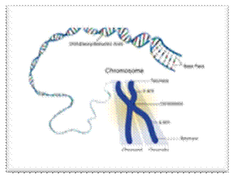 Complete human genome reveals new genetic variants linked to disease | BBC  Science Focus Magazine