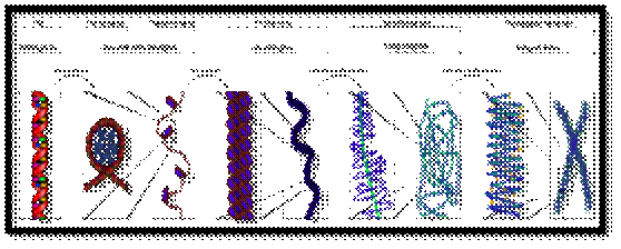 Chromatin - wikidoc