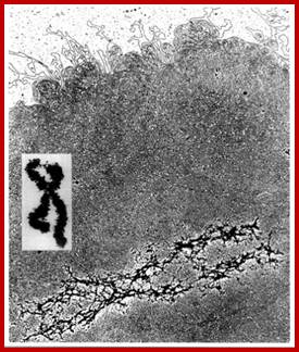 chromosome