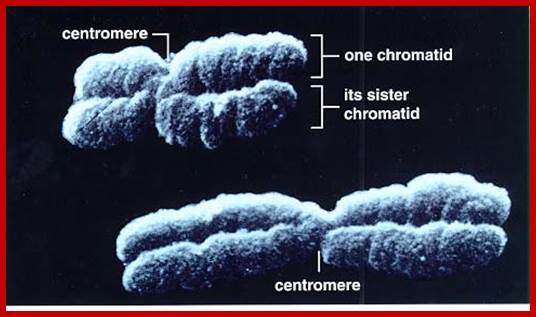 http://www.uic.edu/classes/bios/bios100/lecturesf04am/realchromo.jpg
