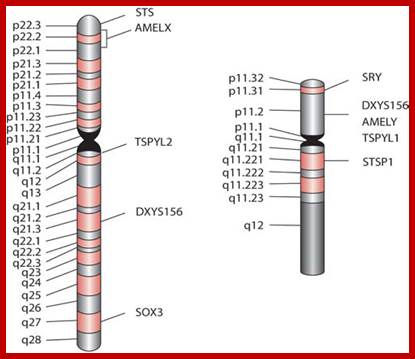 http://www.avensonline.org/fulltextarticles/wp-content/uploads/2014/12/JFI-2330-0396-02-0013-fig1.png
