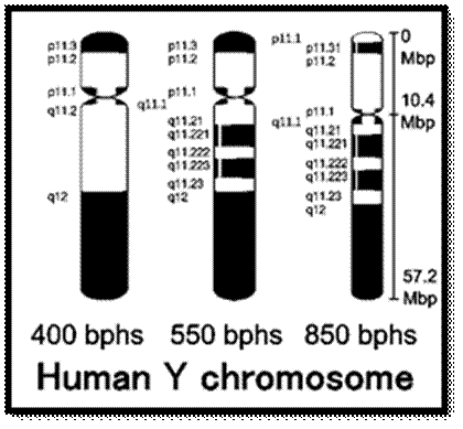Main Difference - X vs Y Chromosomes 