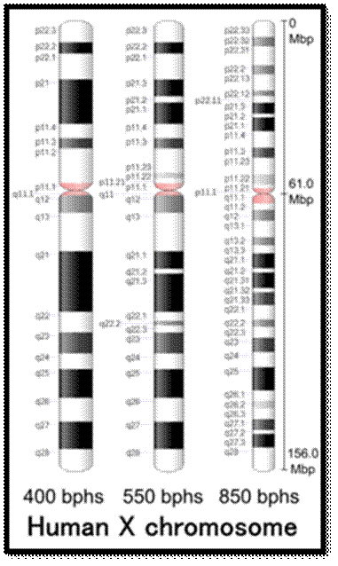 Difference Between X and Y Chromosomes 