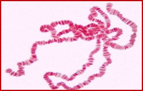 http://4.bp.blogspot.com/-CVqhheB0ITA/UENEfs22rCI/AAAAAAAAA2o/jXV0skJwN74/s320/polytene+chromosome.jpg