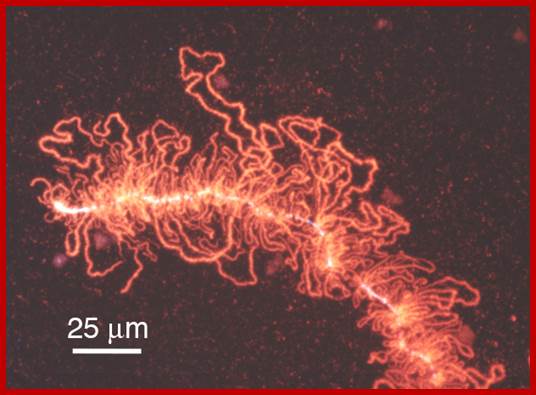 Image result for lampbrush chromosomes