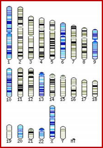 Chromosomes sequenced at the Sanger Institute.