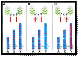 Genes | Free Full-Text | Impact of Repetitive Elements on the Y Chromosome  Formation in Plants