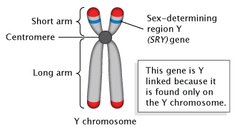 A schematic illustration in panel A shows a Y-chromosome made up of two sister chromatids. Important structures and the SRY gene are labeled. The sister chromatids look like vertically-aligned grey noodles arranged beside each other in parallel. They are attached at a point slightly above their center by a dark grey circle, representing the centromere. The upper portion of both chromatids (above the centromere) are labeled as the chromosome�s short arm; the lower portion of both chromatids (below the centromere) are labeled as the chromosome�s long arm. Two blue bands on the short arm chromatids represent the sex-determining region Y (SRY) gene. A textbox explains that this gene is considered Y-linked because it is found only on the Y-chromosome.