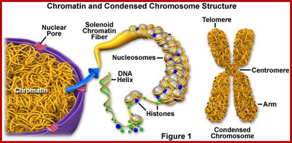 http://www-3.unipv.it/webbio/anatcomp/freitas/2007-2008/chromatinstructurefigure1.jpg