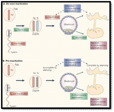 X Chromosome Inactivation | Learn Science at Scitable