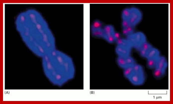 Figure 18-2. Human mitotic chromosomes stained to reveal a scaffold-like structure along the chromosome axis.