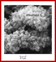 An external file that holds a picture, illustration, etc., usually as some form of binary object. The name of referred object is ch8f28.jpg. 