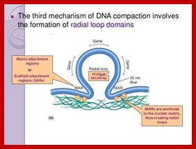 Image result for Chromatin short loop domains