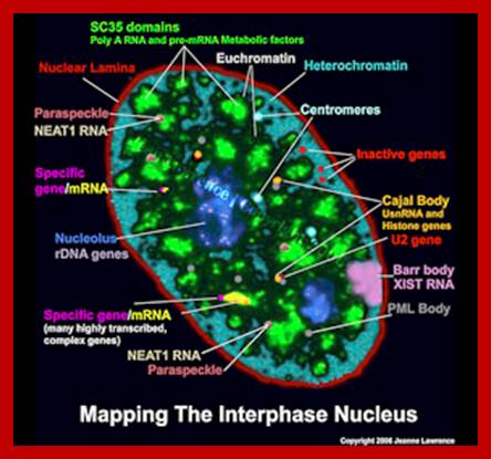 MappingInterphaseNucleusWatermark