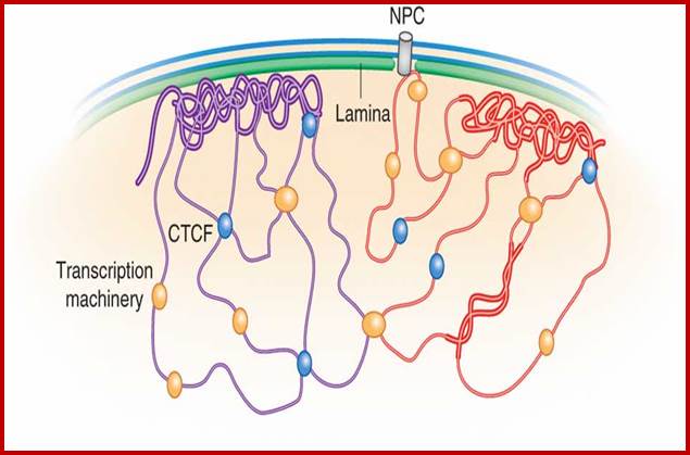 Speculative cartoon model of chromatin organization.
