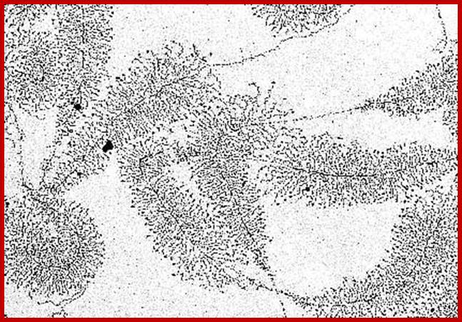 Image result for rRNA gene expression in the nucleolus