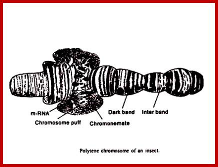 Image result for Salivary gland chromosomes with puffs