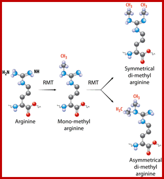 KandR Methyl States_1