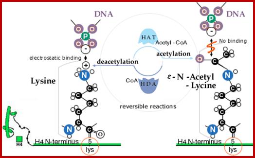 acetylation