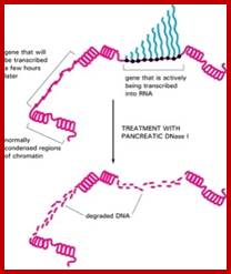 Figure 8-25. Digestion of chromatin with DNase I.
