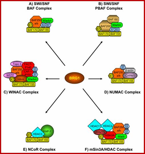 nrs06004