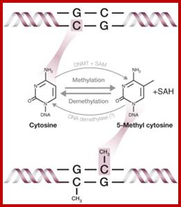 https://www.caymanchem.com/images/articles/screen/2153-1.jpg