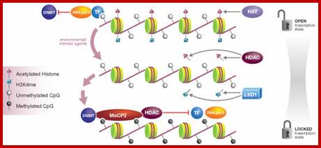 Schematic model of events relating DNA methylation to gene transcription