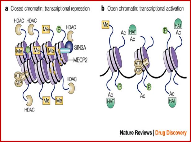 Histone-deacetylase inhibitors: novel drugs for the treatment of cancer