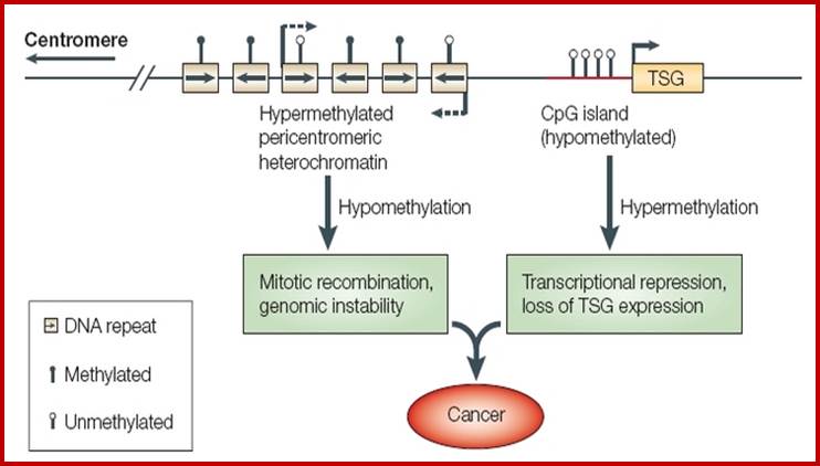 A schematic diagram shows the promoter region of a tumor suppressor gene in normal DNA. This region of DNA undergoes hypermethylation and hypomethylation at specific sites, resulting in the instability and loss of gene expression characteristic of cancer. DNA is depicted as a long horizontal line. One region of the DNA is a region of hypermethylated pericentromeric heterochromatin, depicted as six beige rectangles representing methylated DNA repeats. Another region of the DNA is a hypomethylated CpG island, depicted as a red line with four circles attached to sticks protruding from the line. The circles represent unmethylated DNA. An orange rectangle labeled TSG is positioned on the DNA to the right of the CpG island. An arrow indicates that hypomethylation of the normally hypermethylated pericentromeric heterochromatin can lead to mitotic recombination and genomic instability. Another arrow indicates that hypermethylation of the CpG island leads to transcriptional repression and loss of TSG expression. Arrows point from both text descriptions to a red oval labeled cancer, indicating that the combination of these effects can lead to cancer.