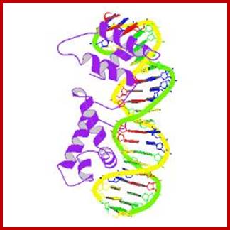 1hlv_bio_r_250