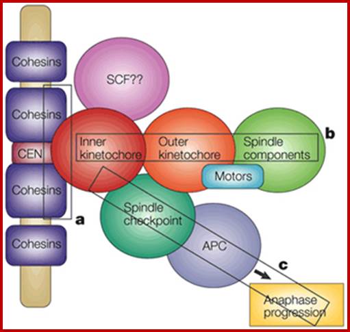 Kinetochore organization.
