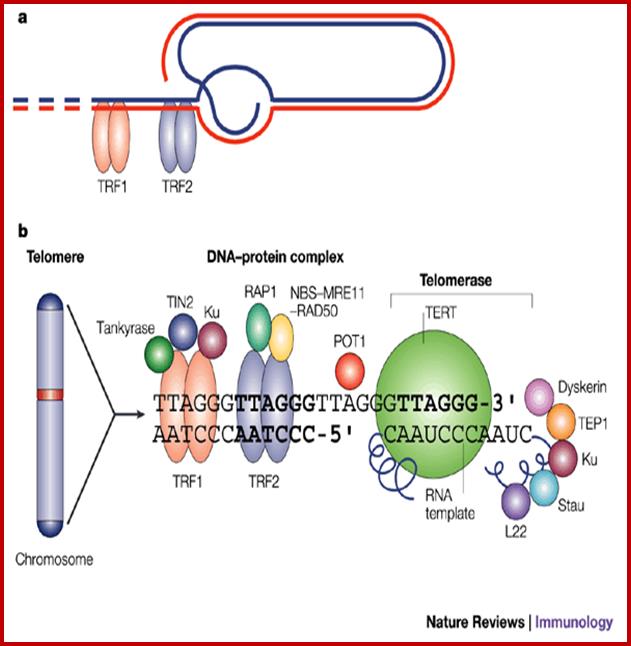 Telomeres in T and B cells