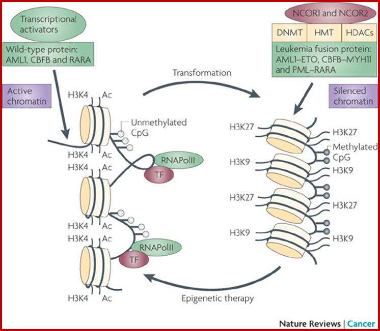 Leukaemogenesis: more than mutant genes