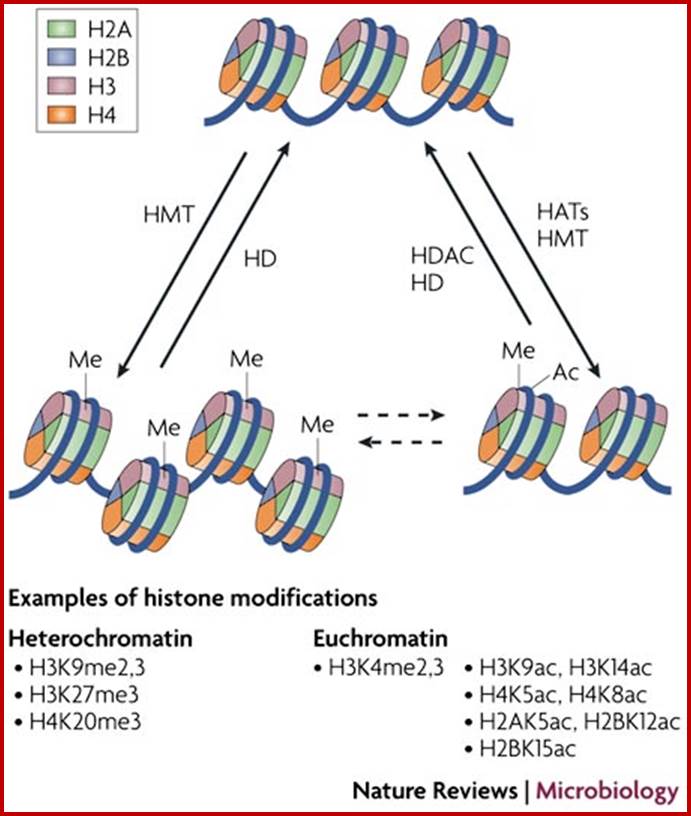 Chromatin control of herpes simplex virus lytic and latent infection