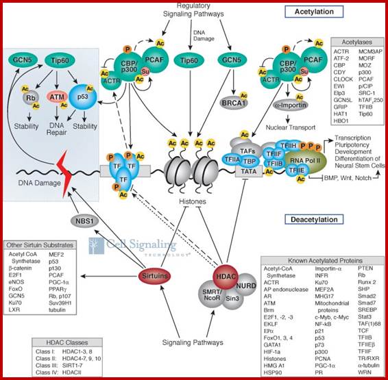 Protein Acetylation