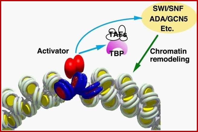 Transcription in chromatin