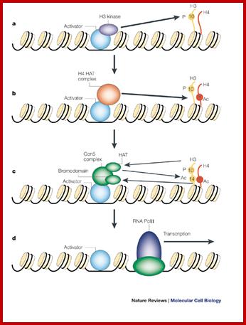 Protein modules that manipulate histone tails for chromatin regulation