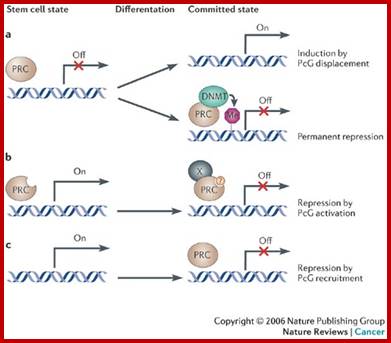 Polycomb silencers control cell fate, development and cancer