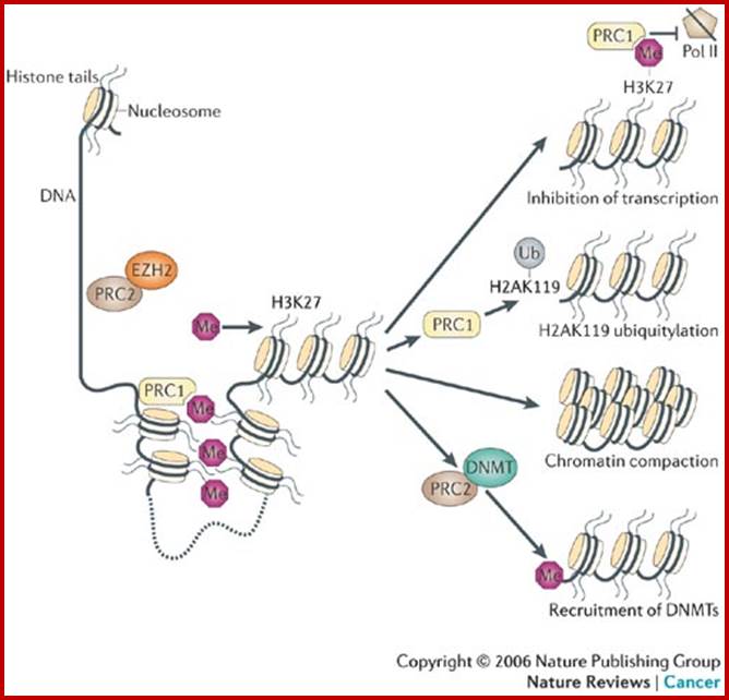 Polycomb silencers control cell fate, development and cancer