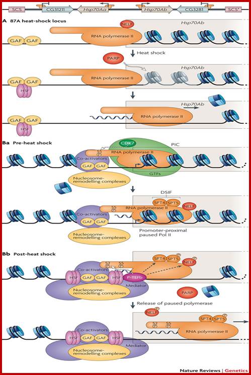Inducible gene expression: diverse regulatory mechanisms