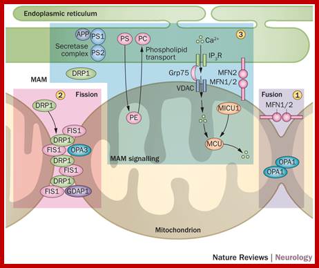 Image result for Mitochondrial fission and fusion