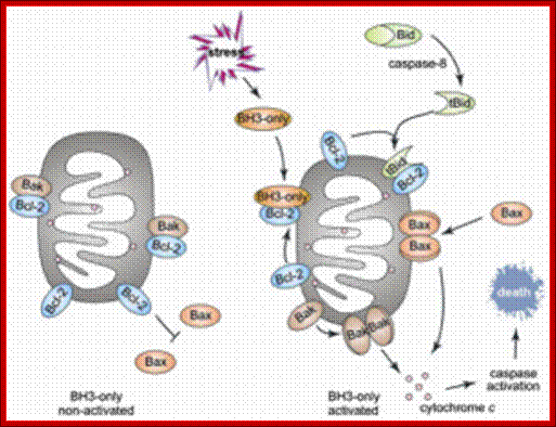 Bcl2 in apoptosis