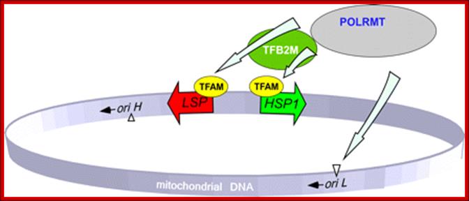 Description: FIGURE 3.