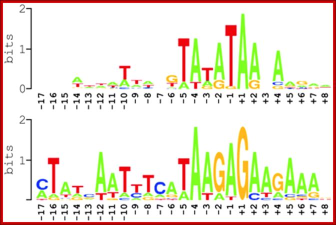 Description:   Figure 5 