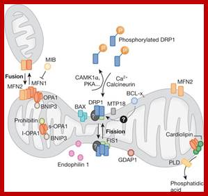 Figure 1: The dynamics of mitochondrial fission and fusion. The localization, as well as some interaction and modification of the principal proteins involved in the two processes are shown. Once dephosphorylated, DRP1 is recruited to the outer membrane by FIS1 or by another, unknown, component. The oligomerization of DRP1 is followed by constriction of the membrane and mitochondrial fission. The pro-fusion proteins (MFNs on the outer membrane and OPA1 on the inner membrane) oligomerize to induce fusion of the membranes. Other additional components of the machinery are shown. BAX, BCL2-associated X protein; BNIP3, BCL2/E1B 19 kDa-interacting protein 3; CAMK1a, calcium/calmodulin-dependent protein kinase 1a; DRP1, dynamin-related protein 1; FIS1, fission protein 1; GDAP1, ganglioside-induced differentiation-associated protein 1; l-OPA1, long form of OPA1; MFN, mitofusin; MIB, mitofusin-binding protein; MTP18, mitochondrial protein 18 kDa; OPA1, optic atrophy 1; PKA, protein kinase A; PLD, phospholipase D; s-OPA1: short form of OPA1.