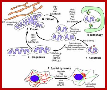 Image result for Mitochondrial fission and fusion